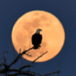 Meet your Posher, Talia